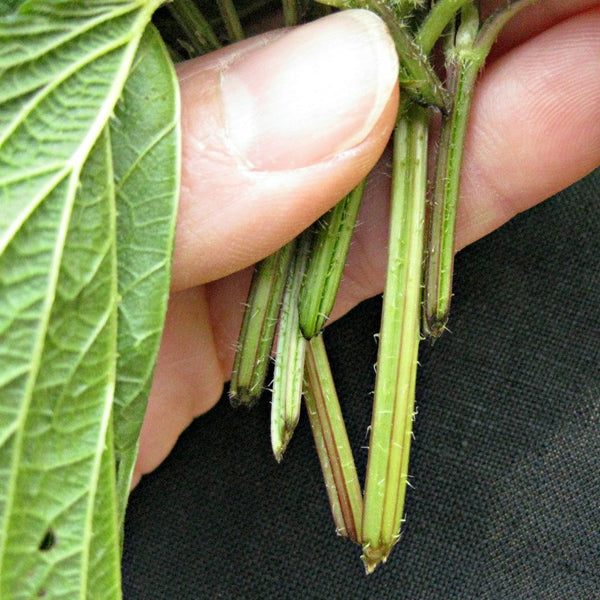 Wellness Tip: Eat your Weeds!